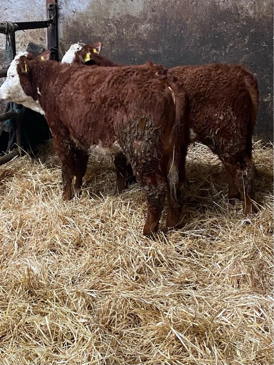 2 lmx heifers - Image 3
