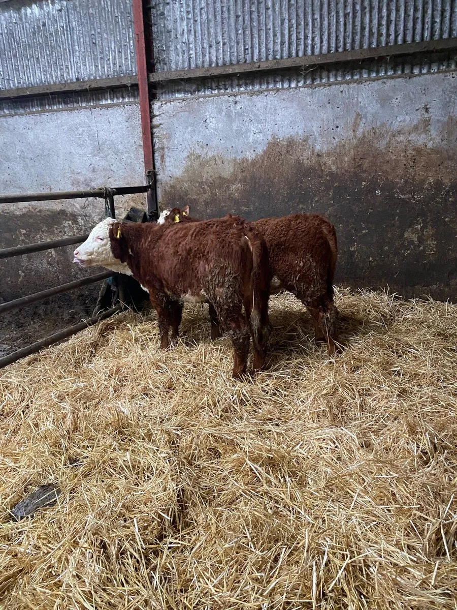 2 lmx heifers - Image 4