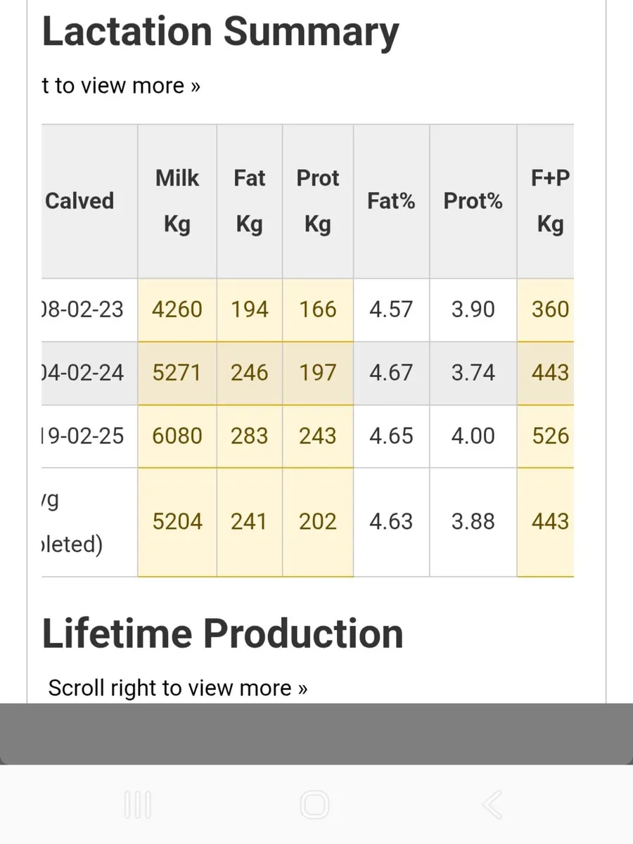 April Calving Heifer - Image 2