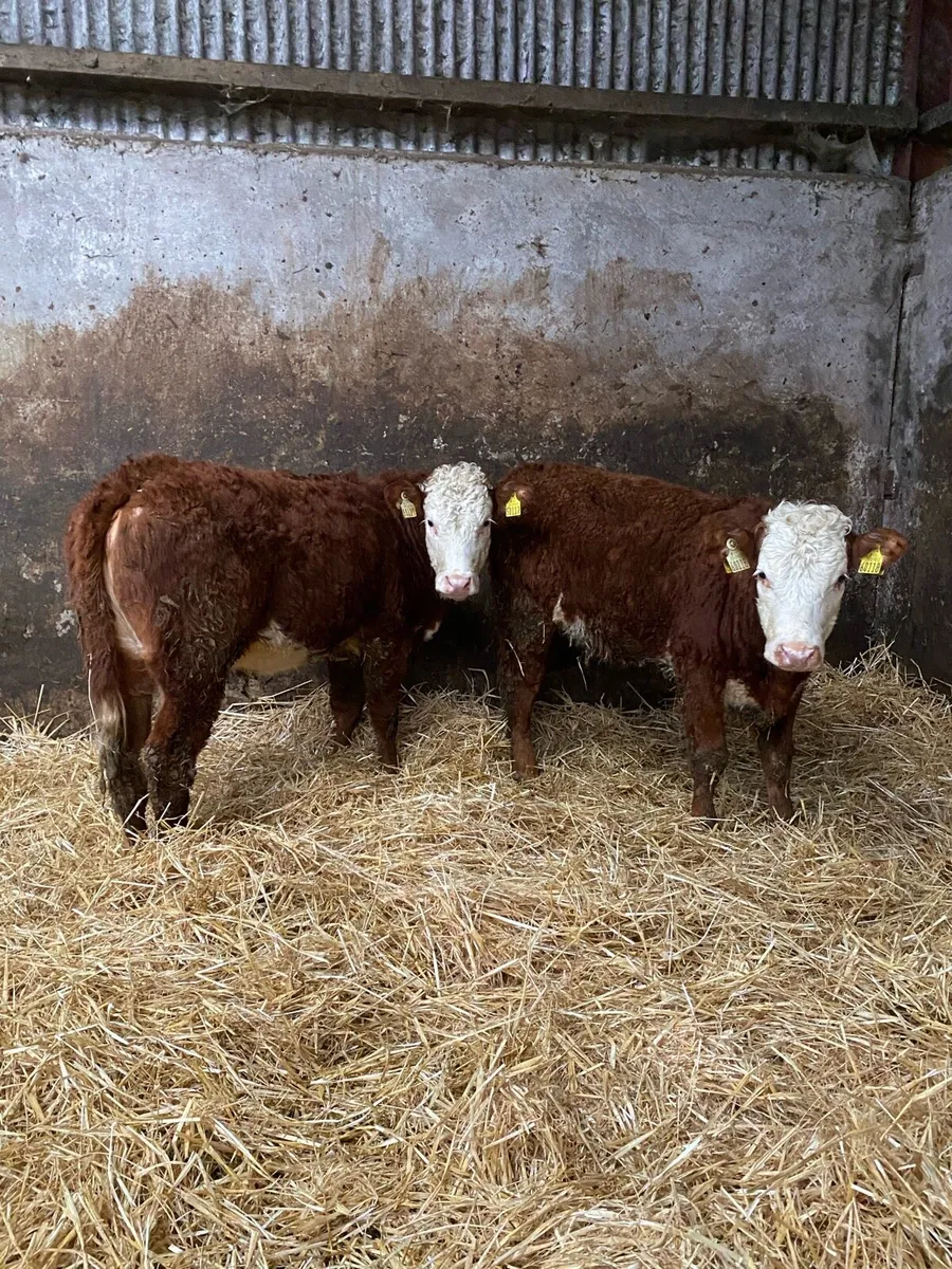 2 lmx heifers - Image 1
