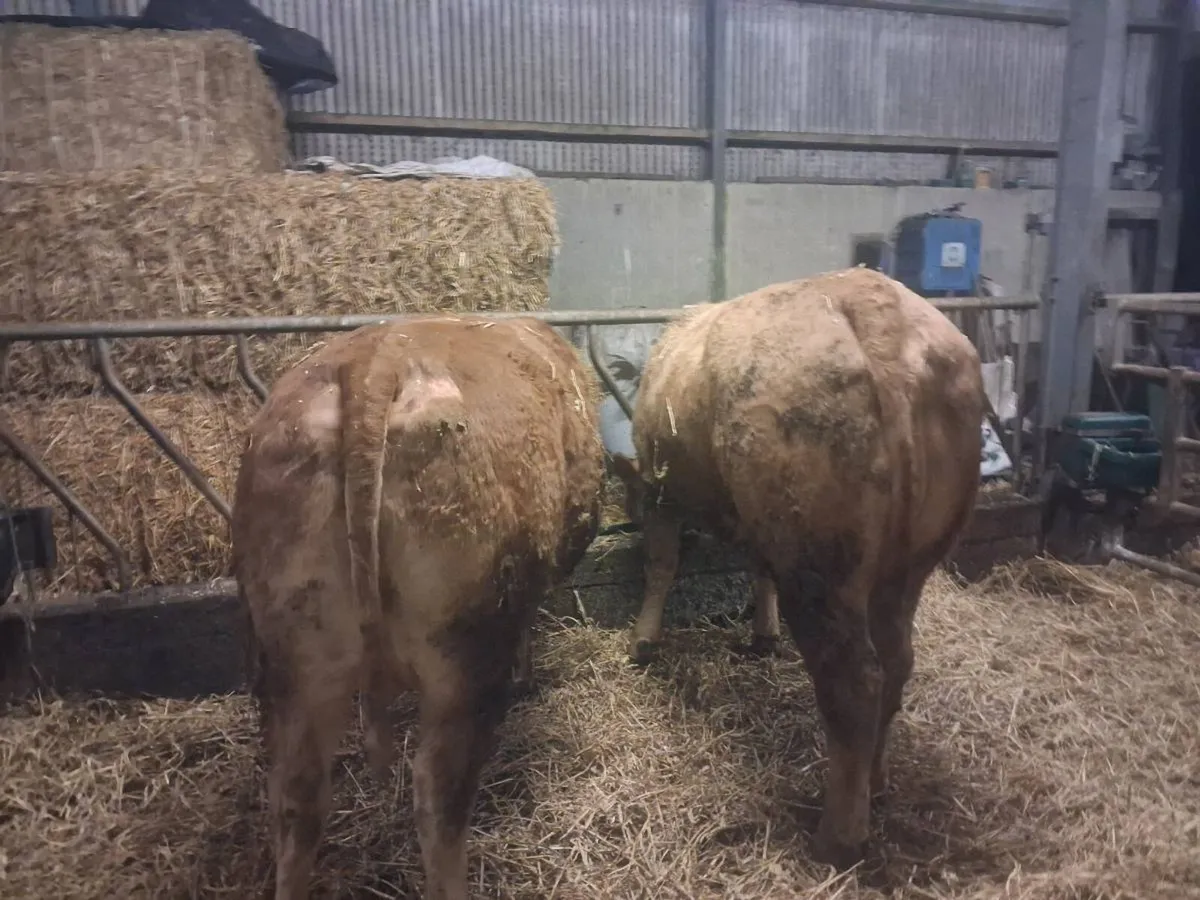 Carrigallen Mart 16th March - Image 3