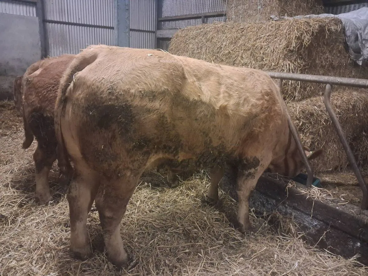 Carrigallen Mart 16th March - Image 4