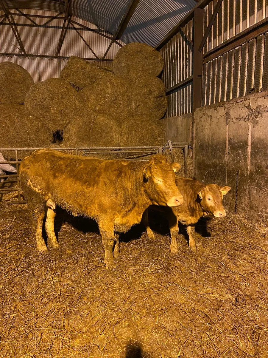Purebred Limousin Cow & Calf - Image 1