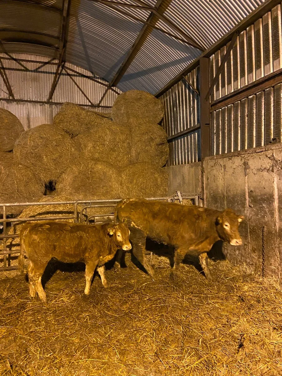 Purebred Limousin Cow & Calf - Image 2