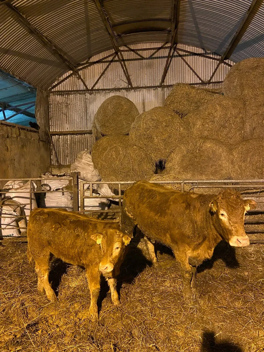 Purebred Limousin Cow & Calf - Image 3