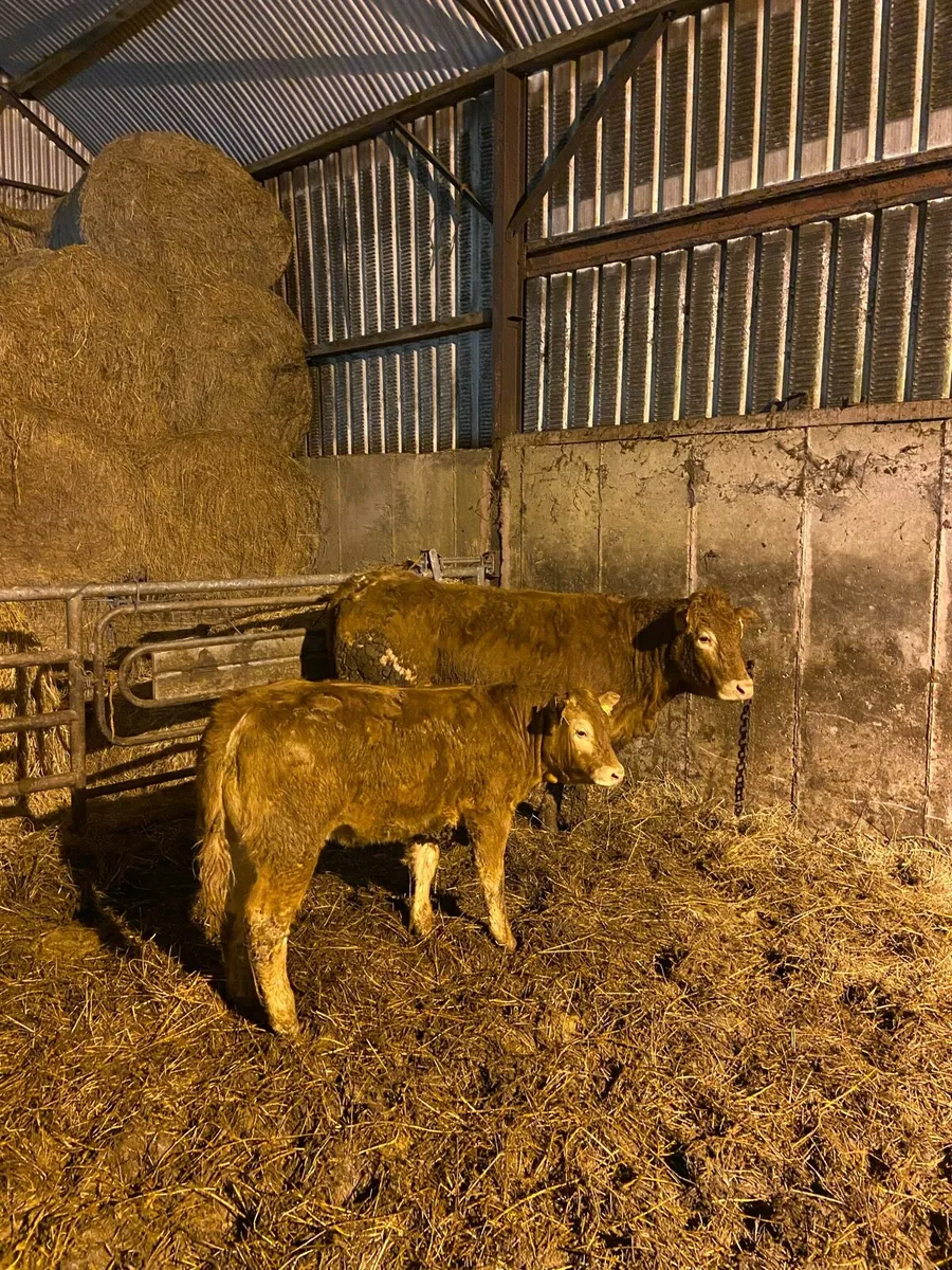 Purebred Limousin Cow & Calf - Image 4