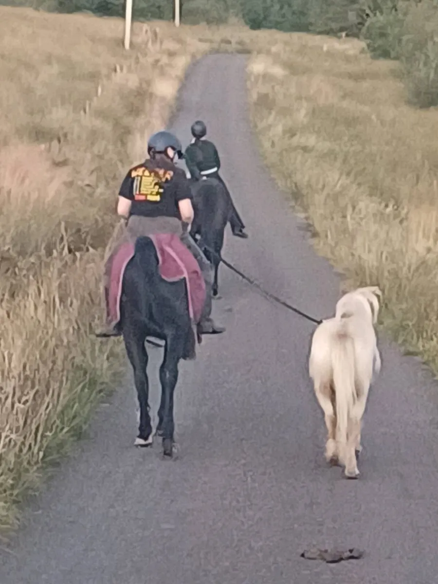 Wanted Grazing land to rent - Image 3