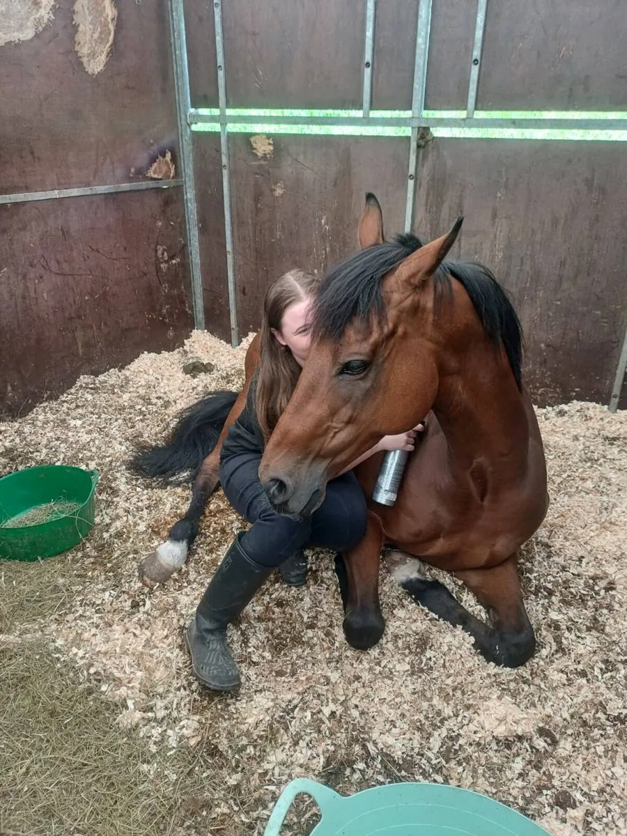 Wanted Grazing land to rent - Image 4