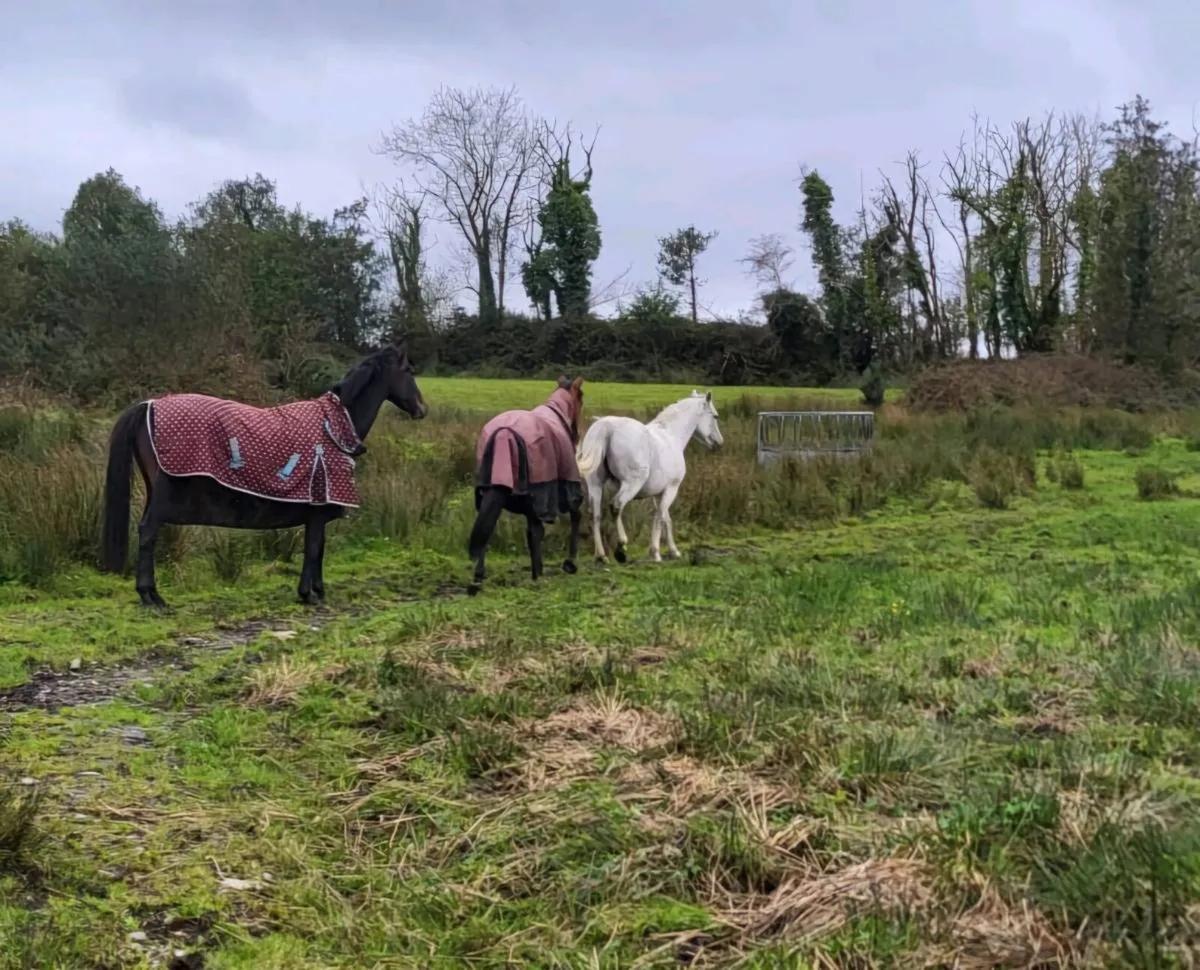 Wanted Grazing land to rent - Image 1