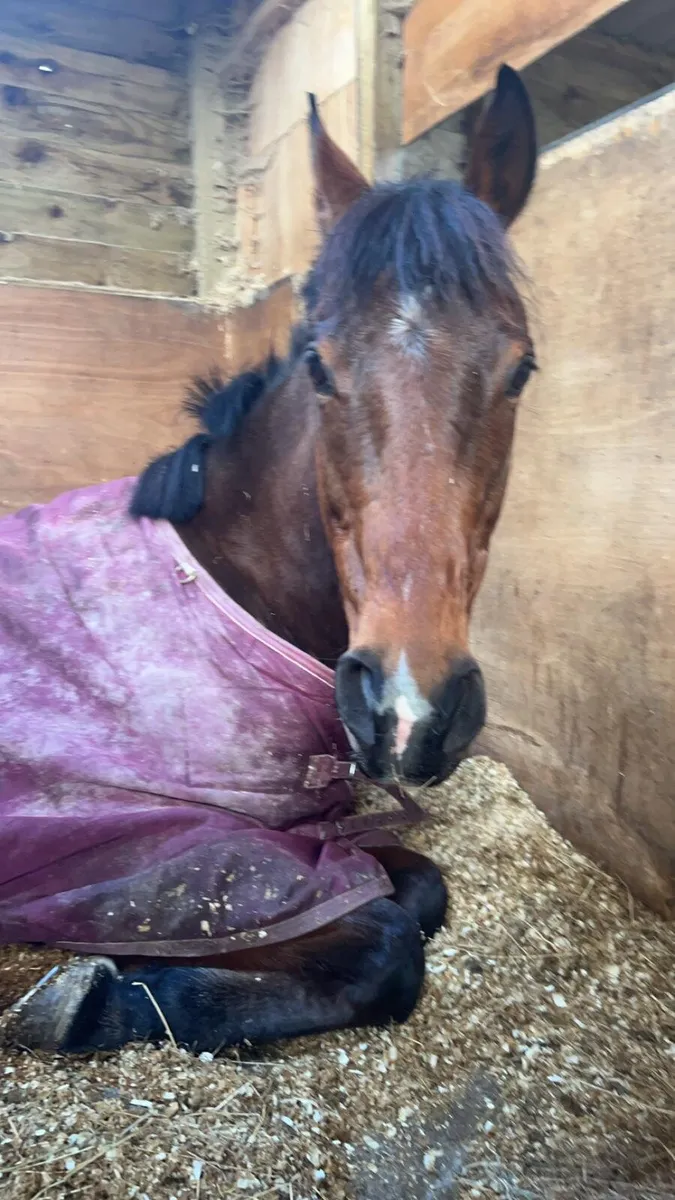 Wanted Grazing land to rent - Image 2