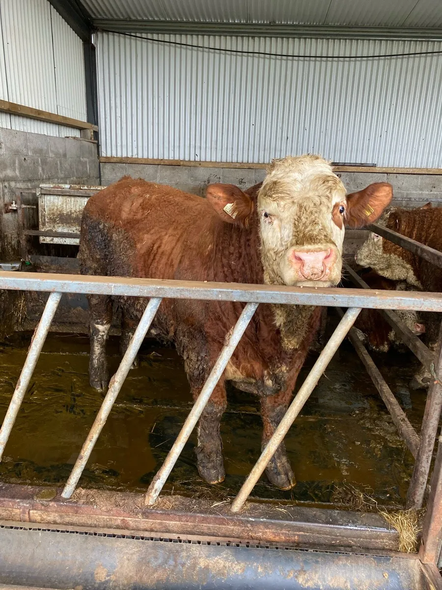 Pedigree Simmental Bull - Image 3