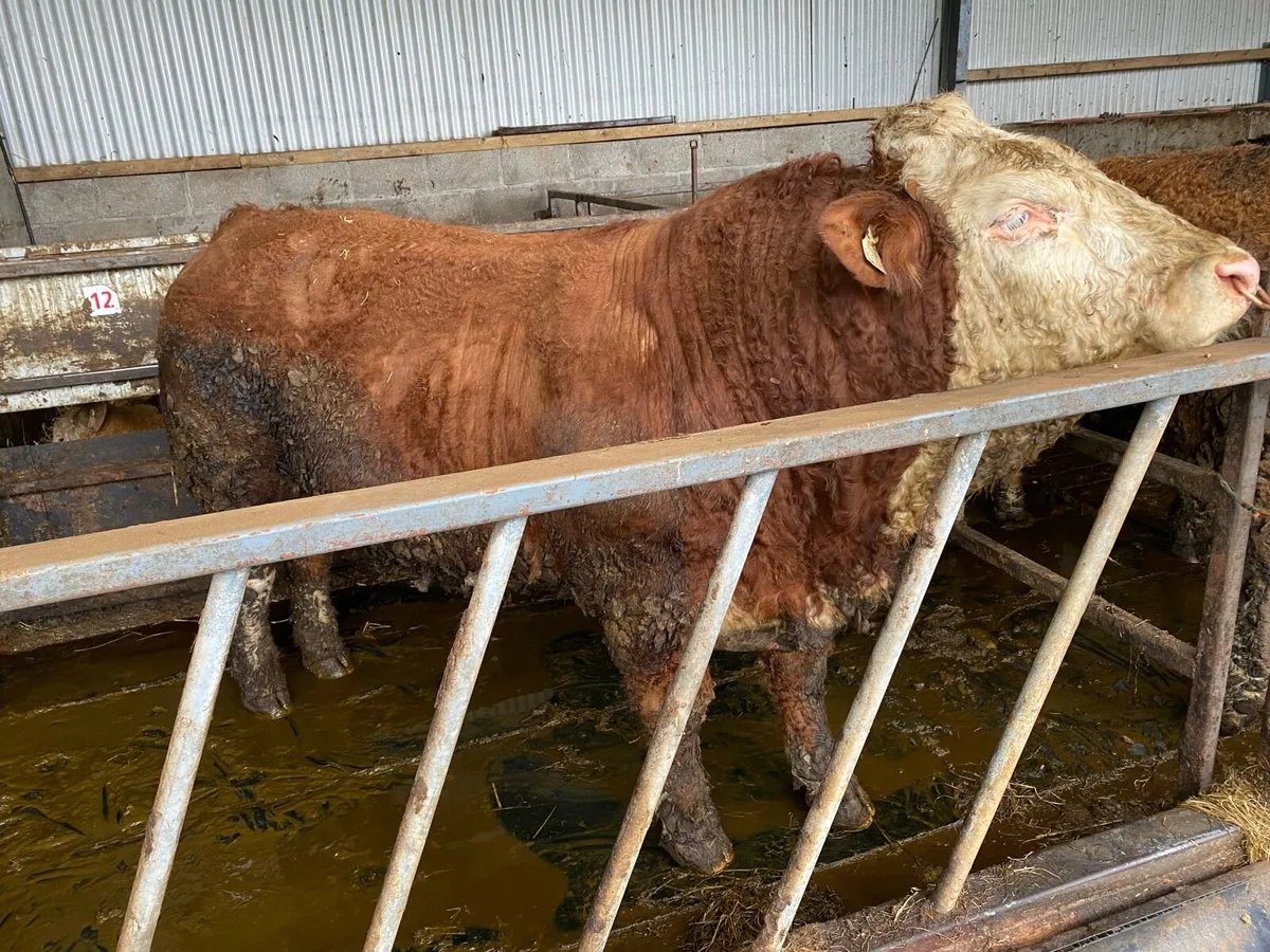 Pedigree Simmental Bull - Image 4