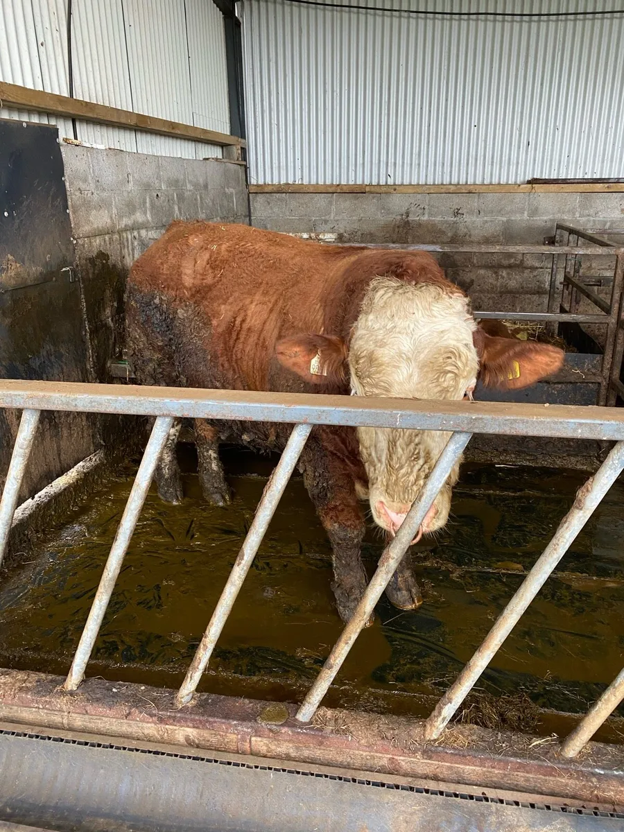 Pedigree Simmental Bull - Image 1
