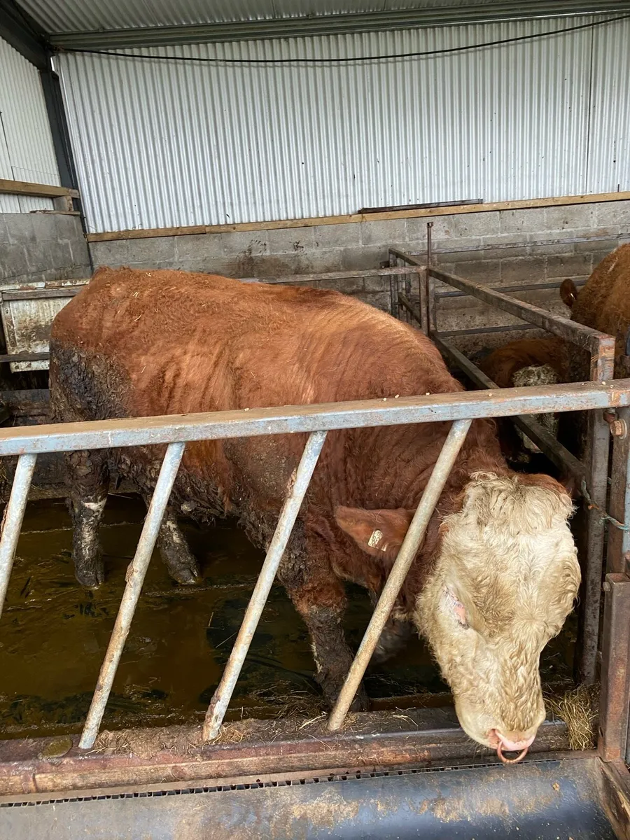 Pedigree Simmental Bull - Image 2