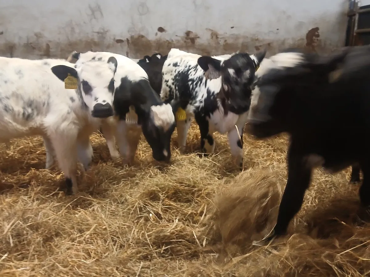 Belgium blue heifers - Image 1