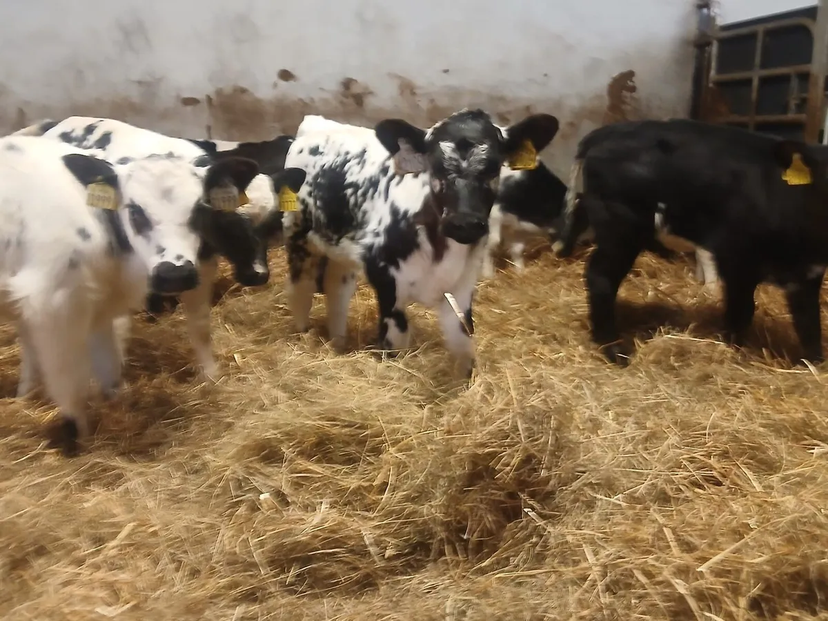 Belgium blue heifers - Image 2