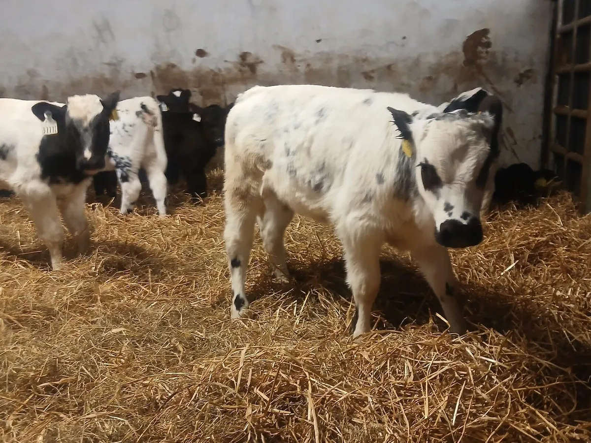 Belgium blue heifers - Image 3