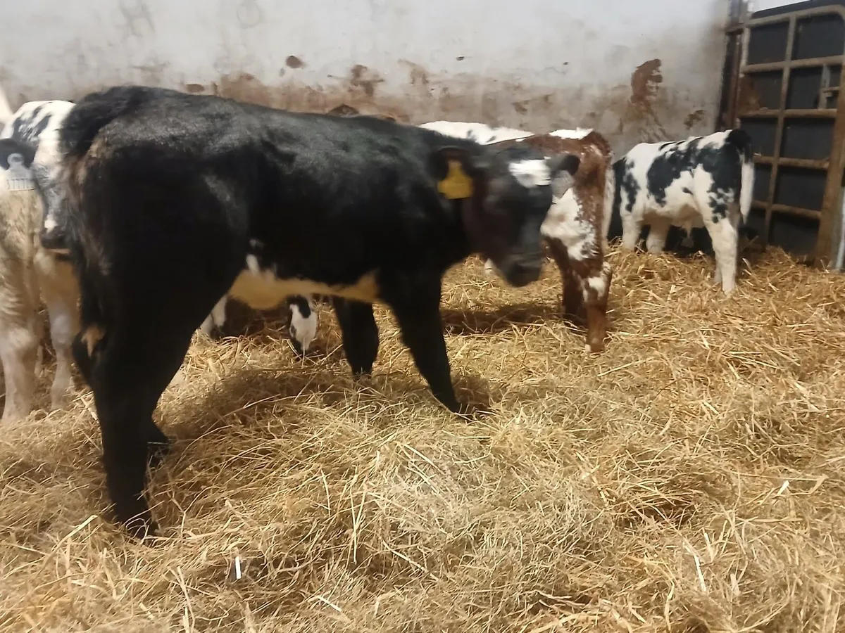 Belgium blue heifers - Image 4