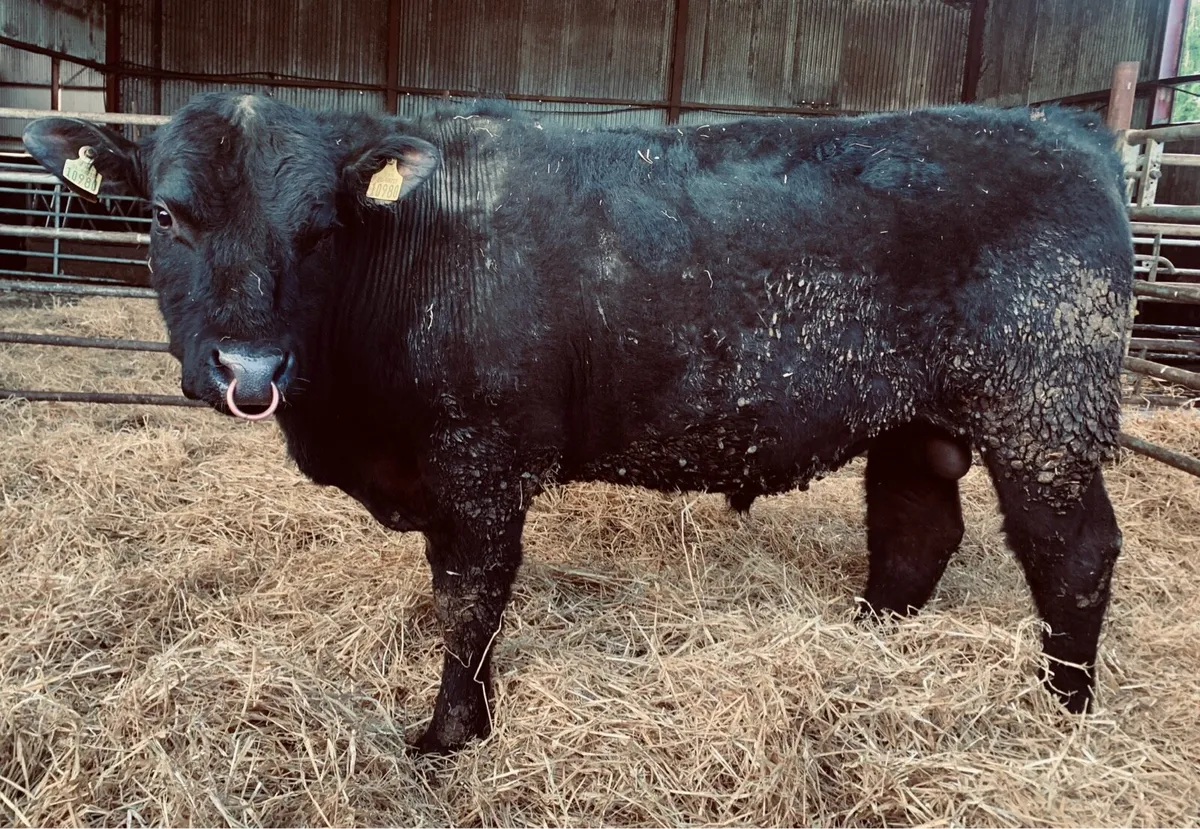 ⭐️ Pedigree Angus Bulls 5 Stars ⭐️ - Image 4
