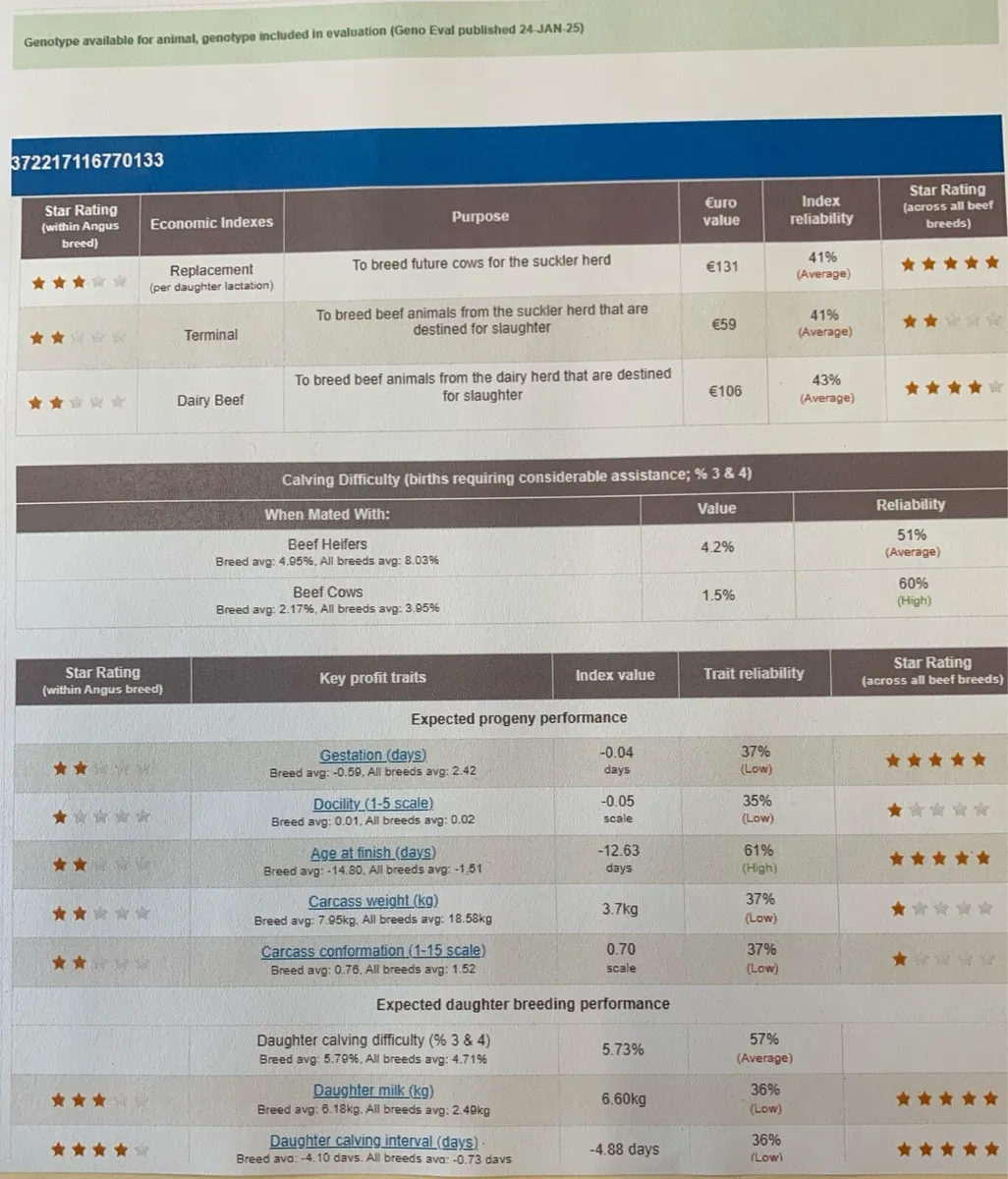 ⭐️ Pedigree Angus Bulls 5 Stars ⭐️ - Image 3