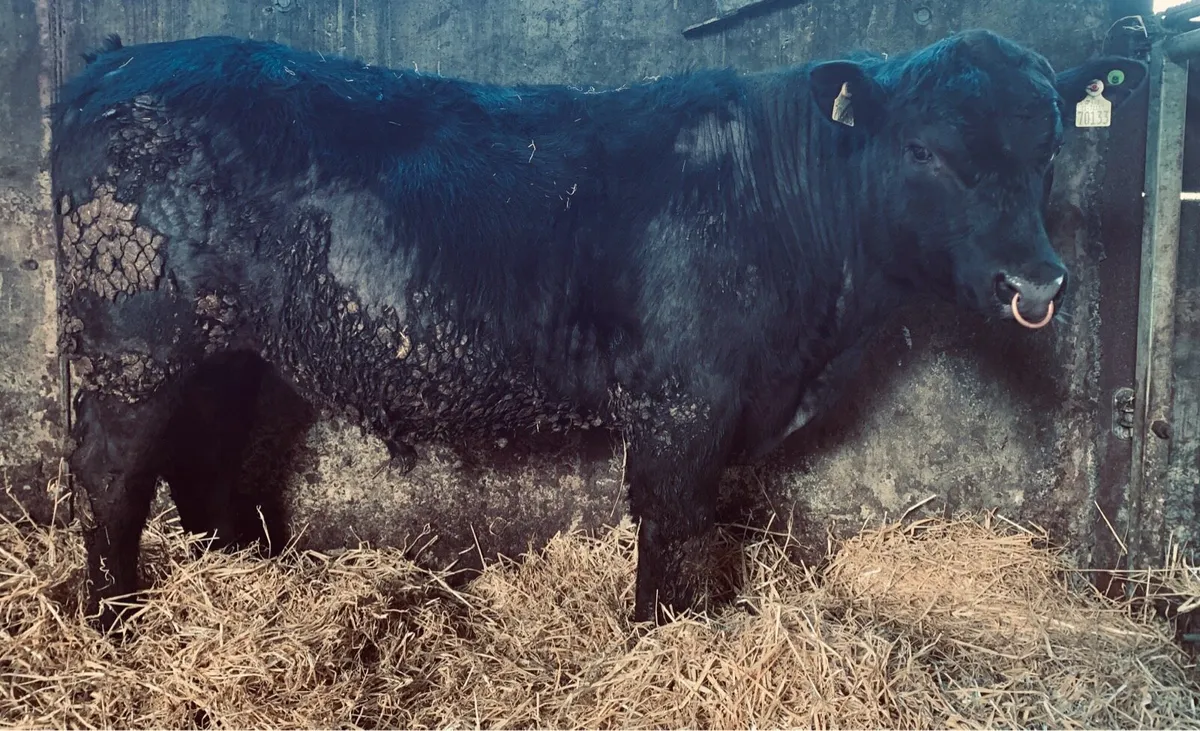 ⭐️ Pedigree Angus Bulls 5 Stars ⭐️ - Image 2