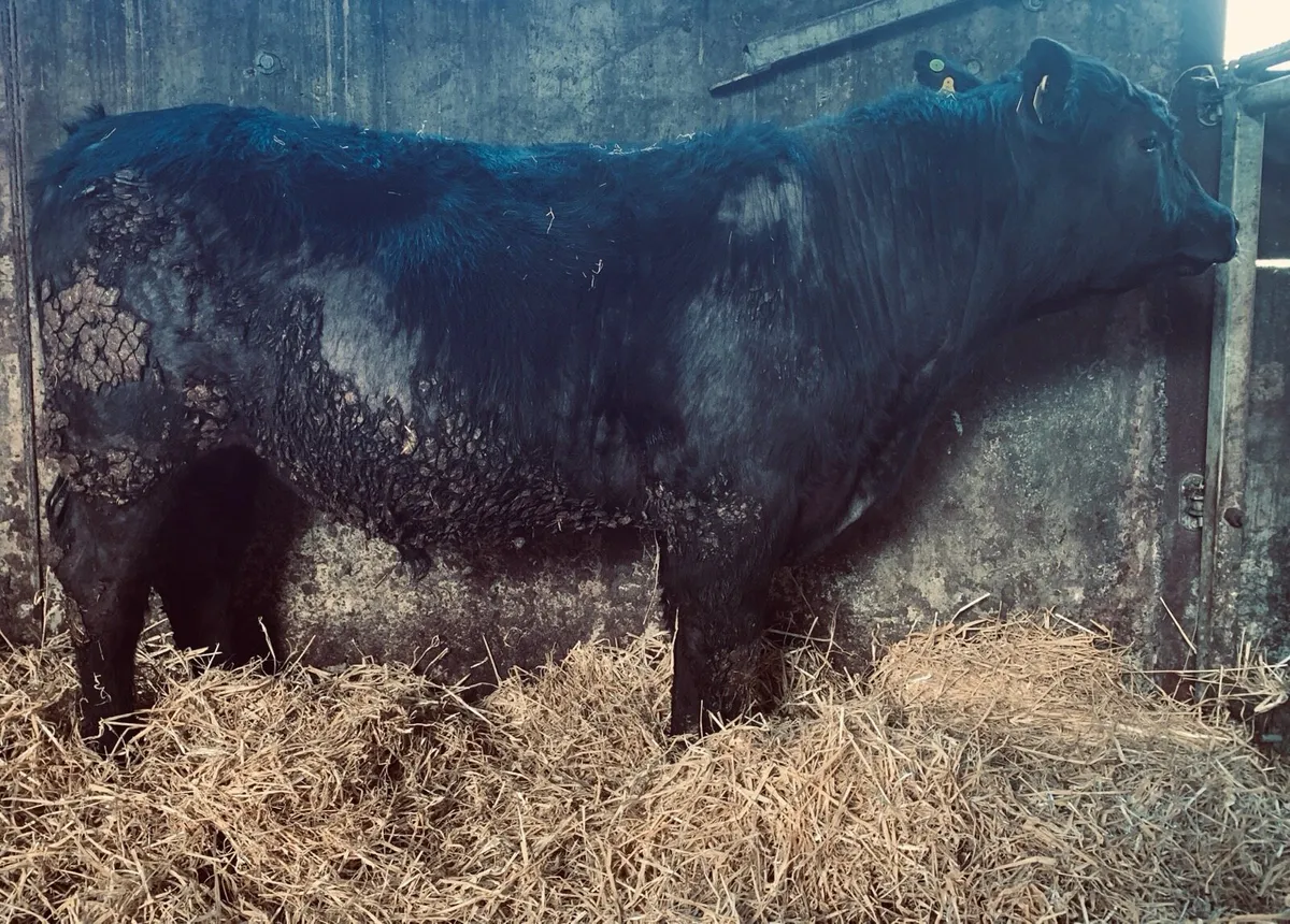 ⭐️ Pedigree Angus Bulls 5 Stars ⭐️ - Image 1