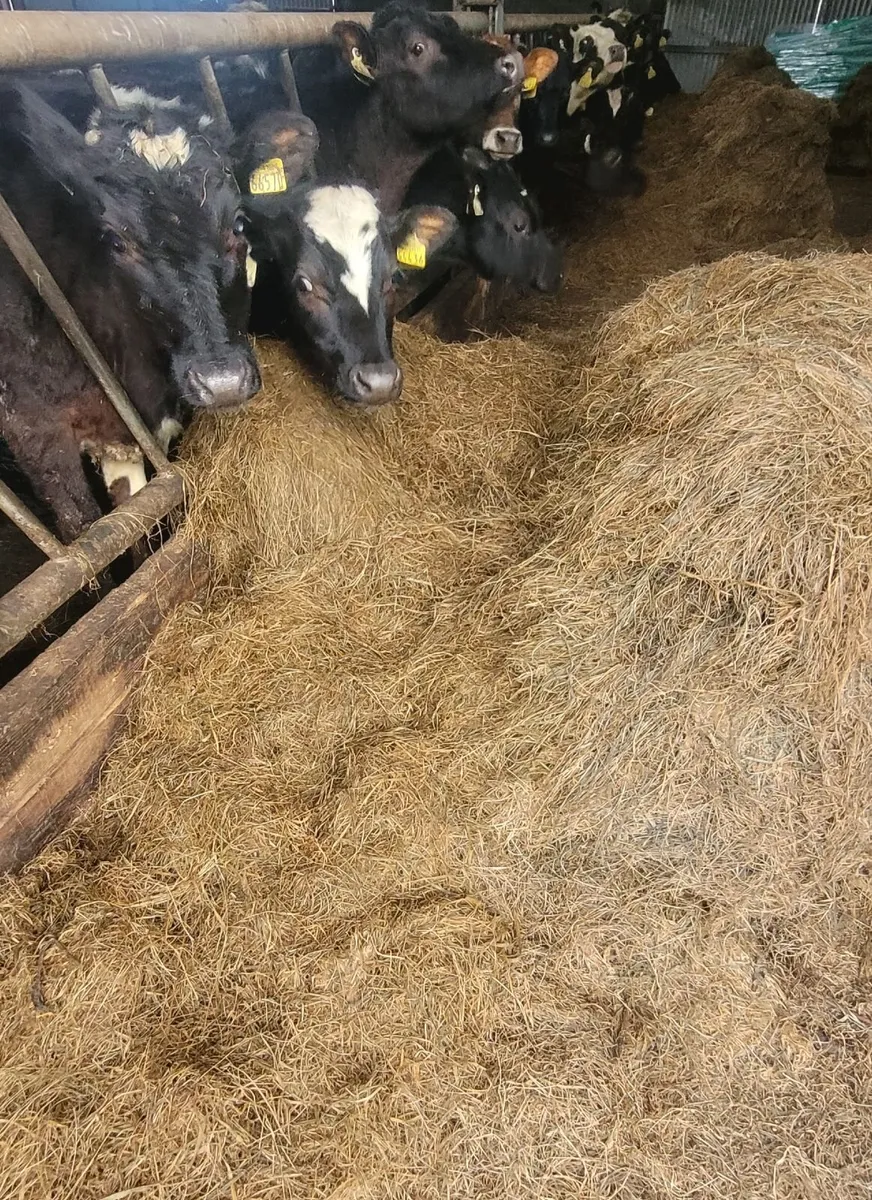 FOR SALE — Quality Silage Bales (Tulsk Area) - Image 2