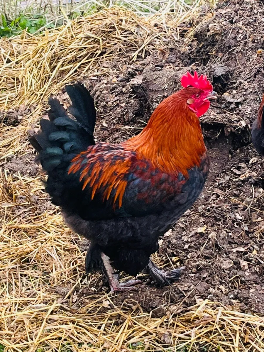 French Copper Maran  rooster - Image 1