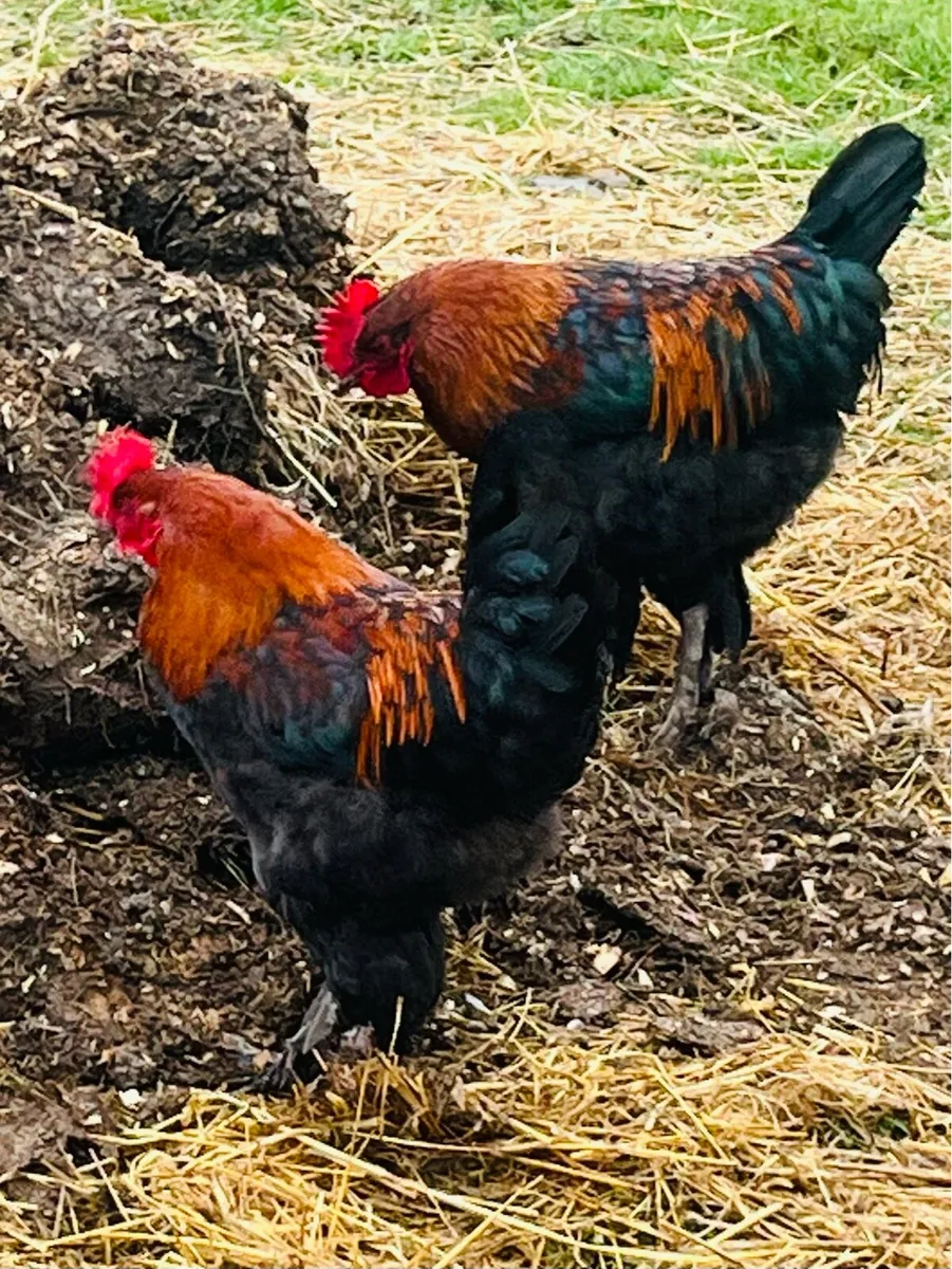 French Copper Maran  rooster - Image 2