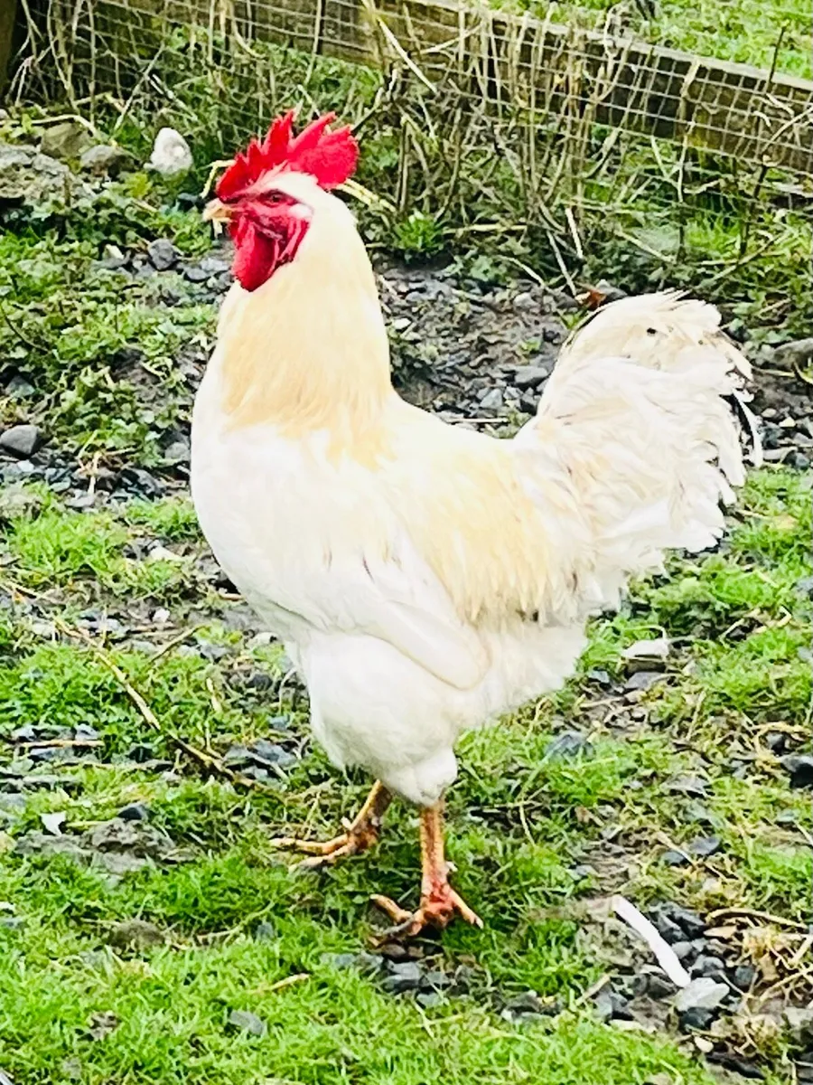 French Copper Maran  rooster - Image 3