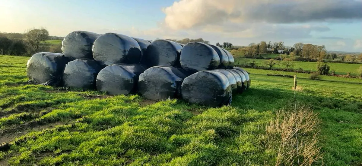 Baled silage - Image 2