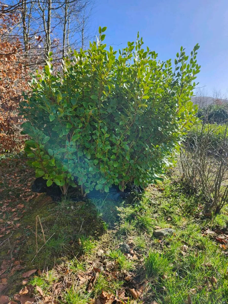 Hedging bare root and potted - Image 2