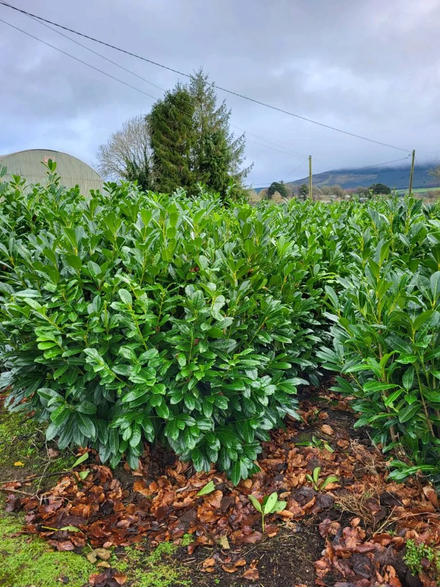 Hedging bare root and potted - Image 1