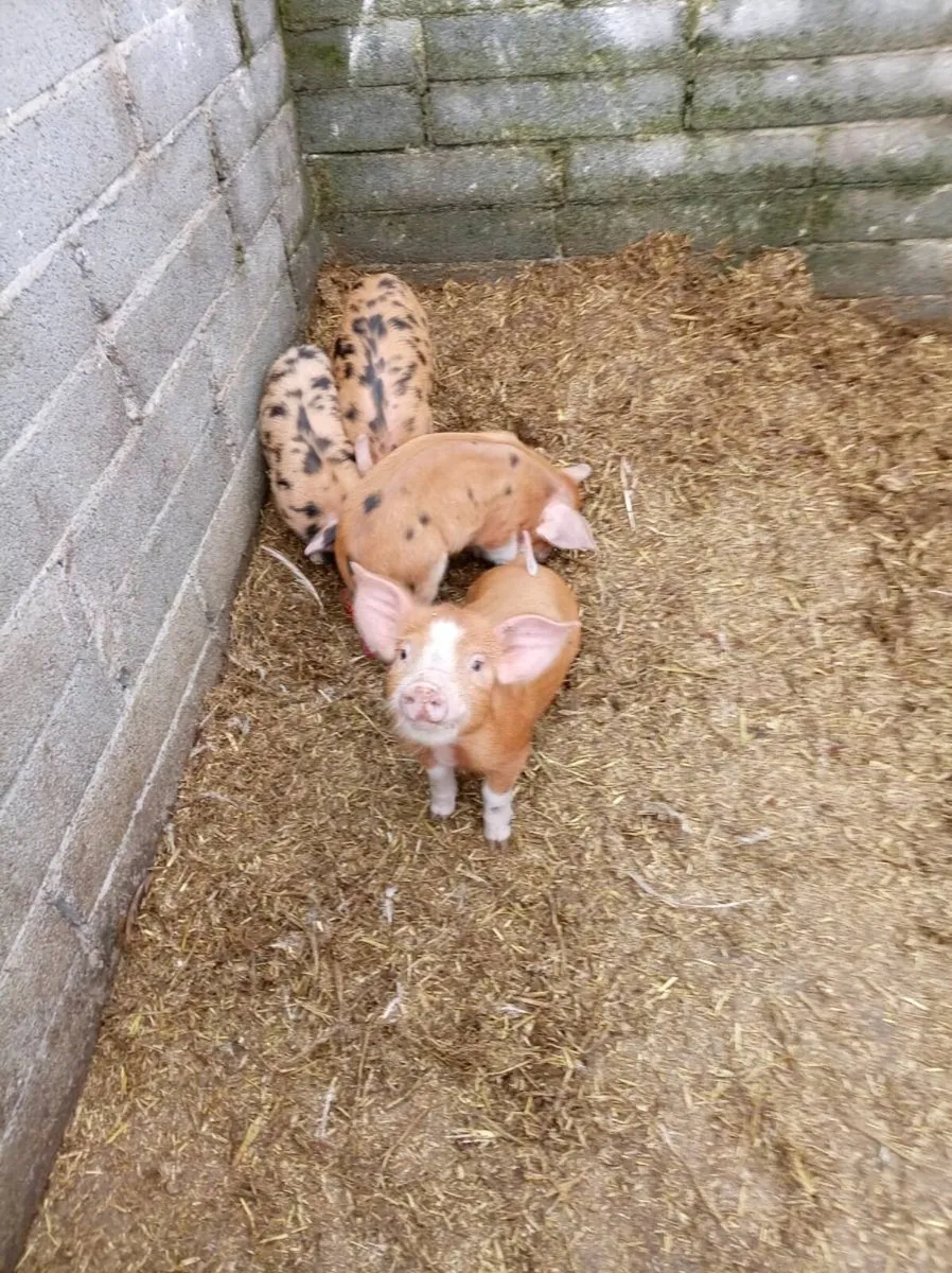 Organic piglets - Image 1