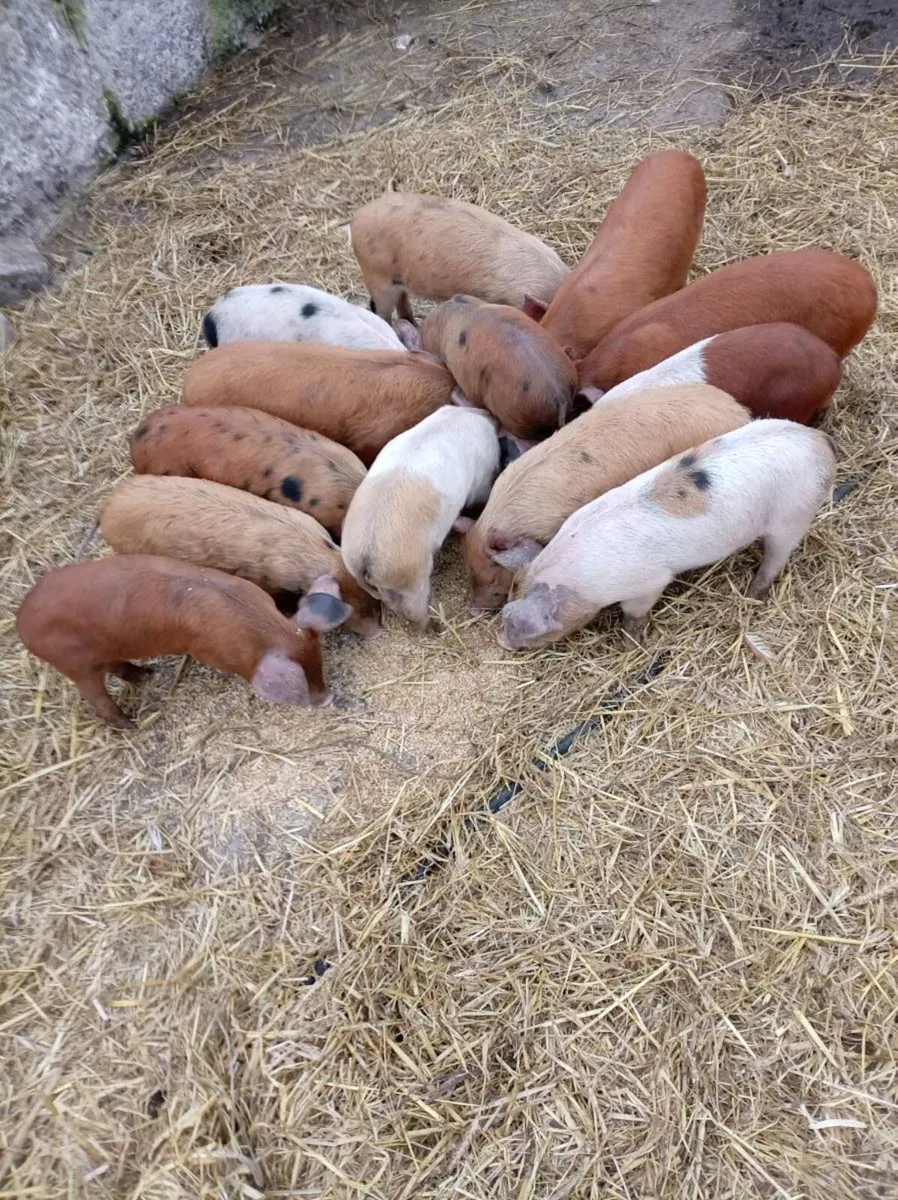 Organic piglets - Image 2