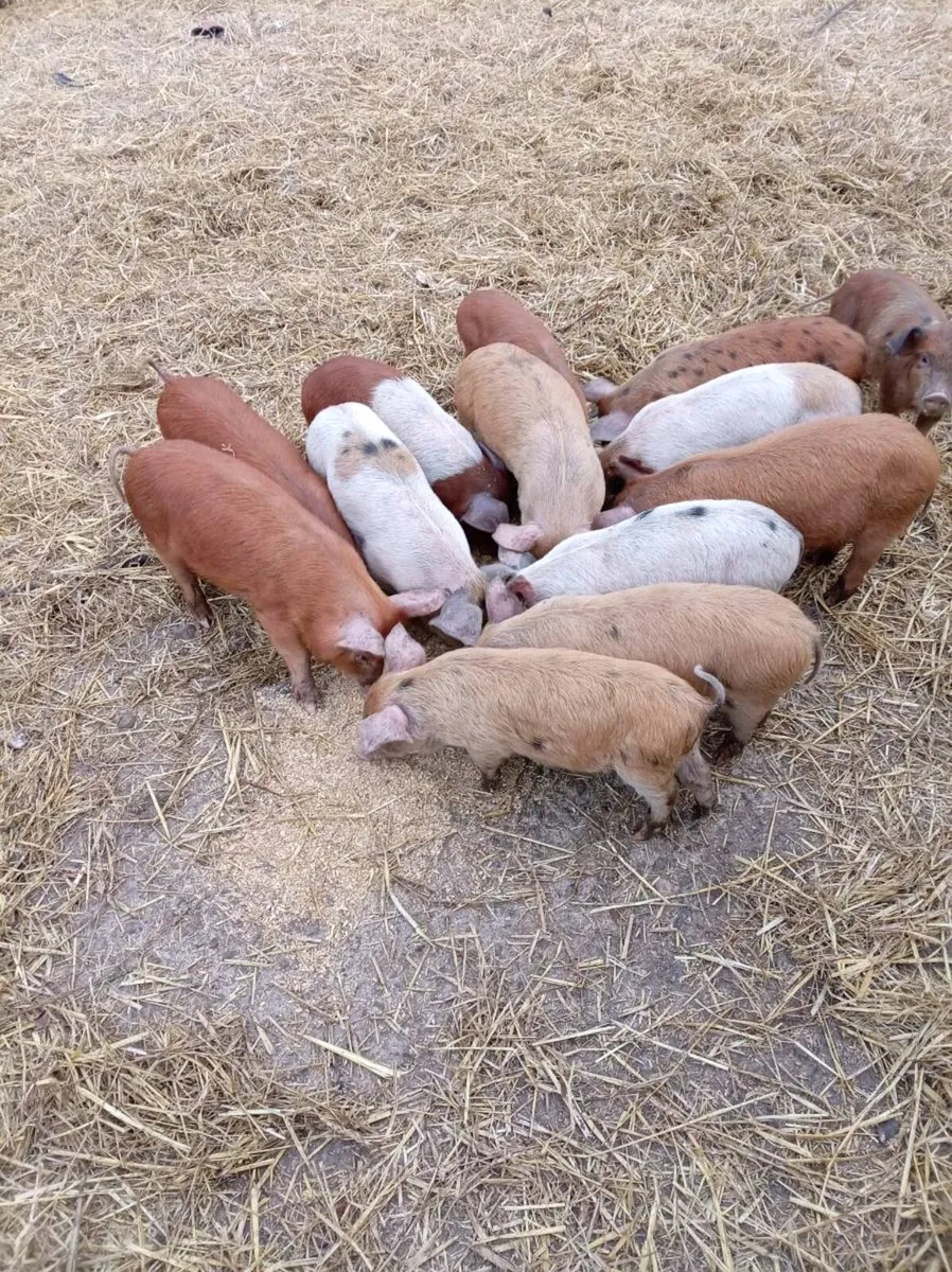 Organic piglets - Image 4