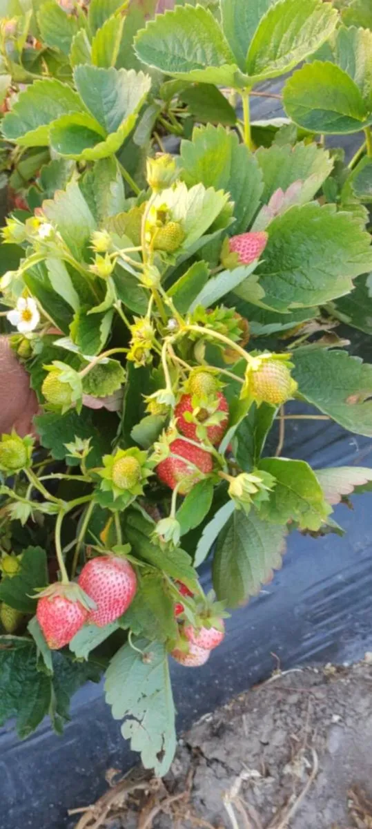 Amandine strawberries year round - Image 2