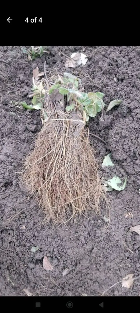 Amandine strawberries year round - Image 3