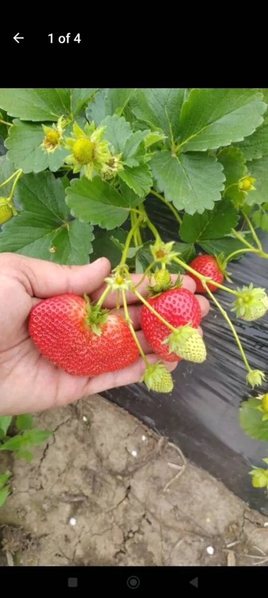 Amandine strawberries year round - Image 4