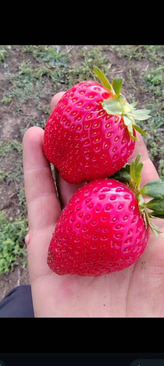 Amandine strawberries year round - Image 1