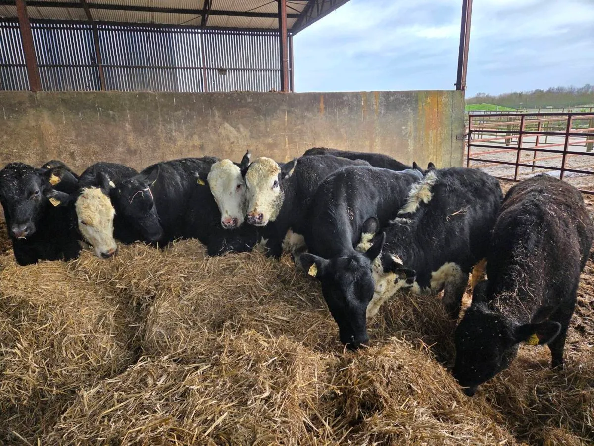 12 heifers - Image 2