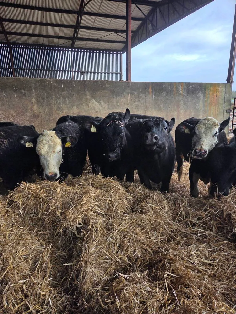 12 heifers - Image 1