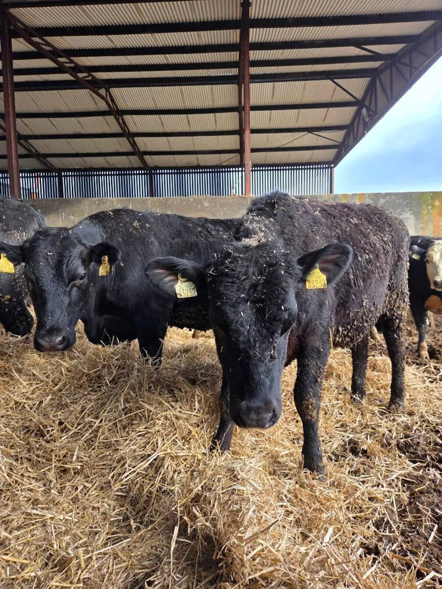 12 heifers - Image 3