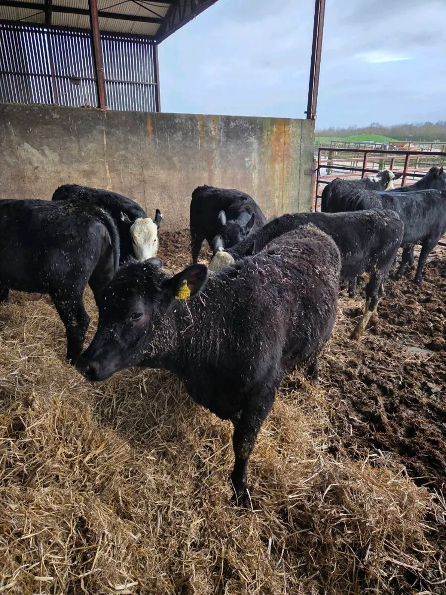 12 heifers - Image 4