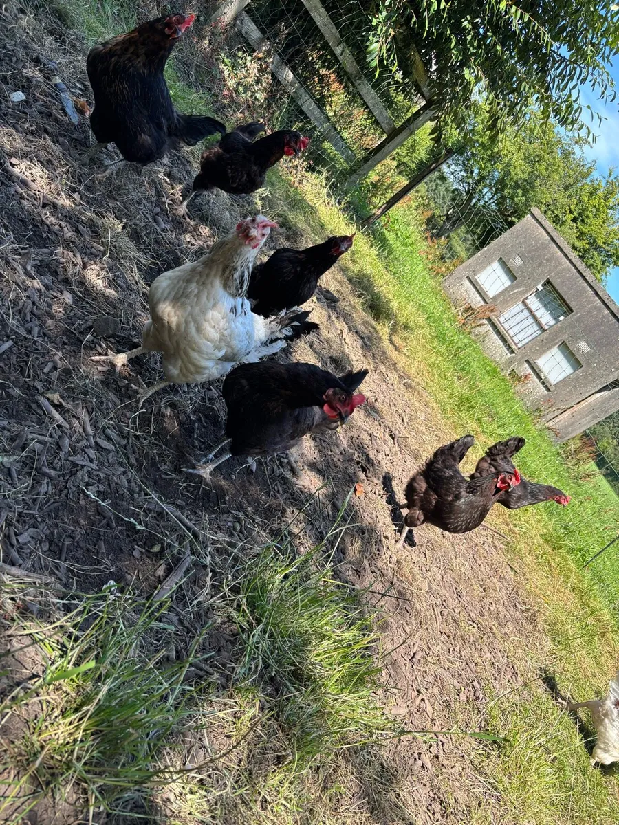 Hens - Image 1