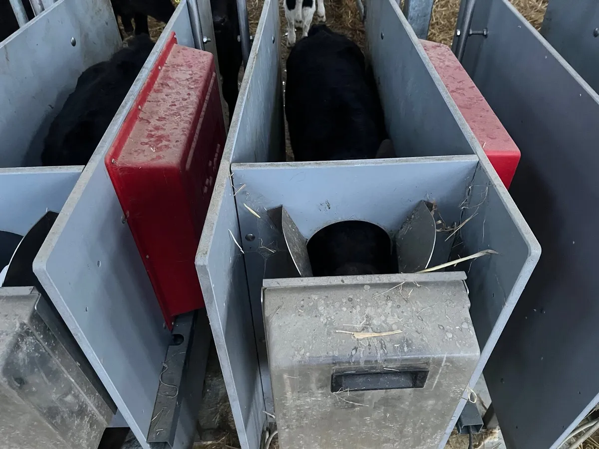 Urban automatic calf feeder - Image 4