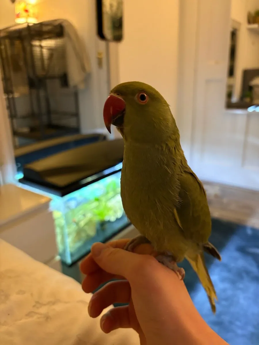 Indian ringneck - Image 1