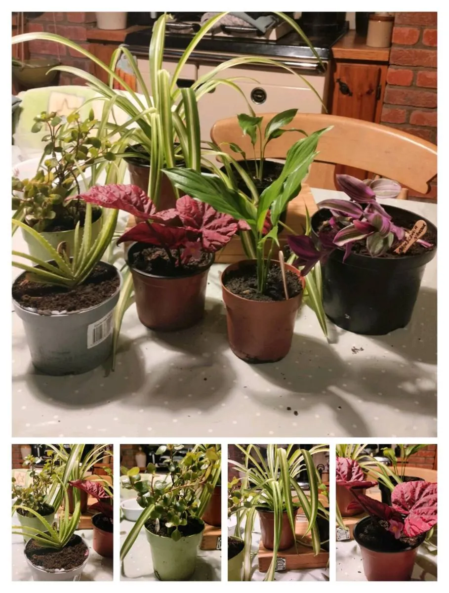 House plants Air purifiers and more.
SPIDER PLANT - Image 1