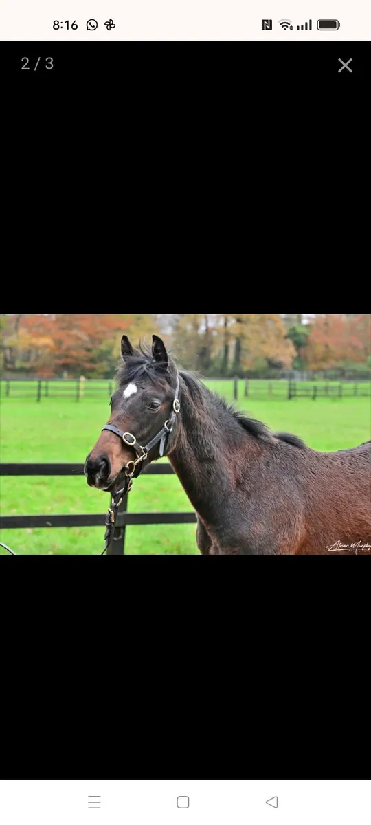 Dam of 2 Multiple Winners | Foals made €30k - Image 1