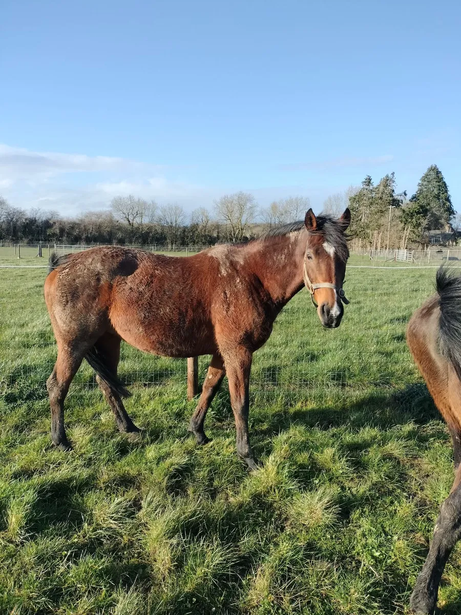 Dam of 2 Multiple Winners | Foals made €30k - Image 3